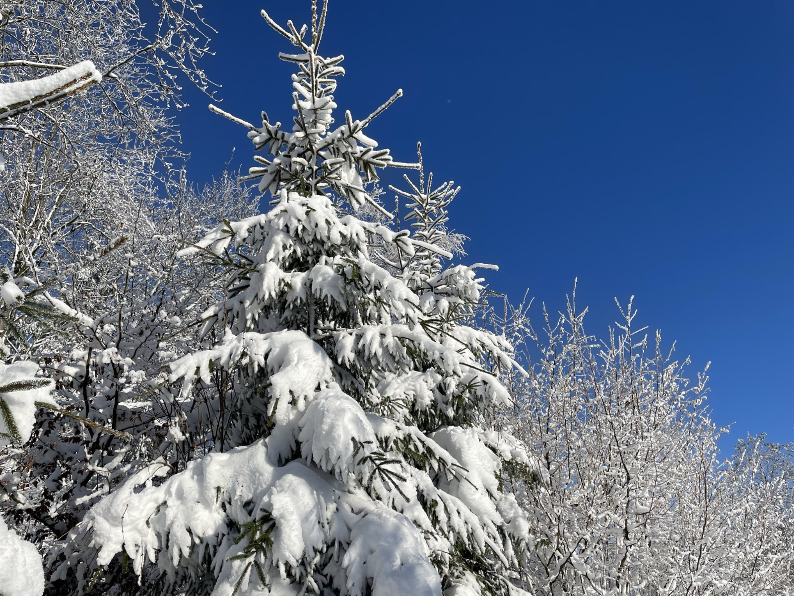 Ein wunderschönes, glückliches, gesundes, erfolgreiches neues Jahr 2026! Foto: Galia Lewin
