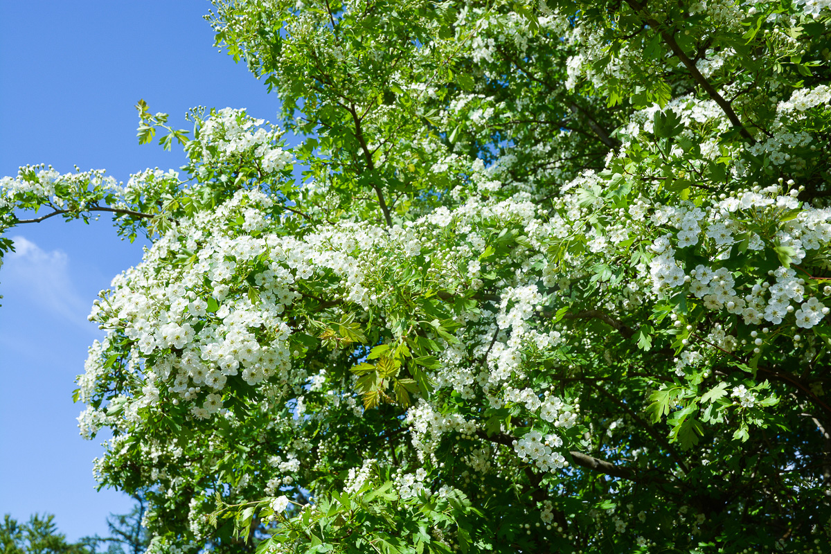 Weißdorn Blüten und Blätter Alkoholfreier Urtinktur Na Crataegus oxyacantha 